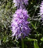 Orchis italica. Соцветия. Республика Кипр, Пафосский лес (Δάσος Πάφου), небольшая поляна в сосновом лесу, высокий берег водохранилища Армину (υδατοφράκτης της Αρμίνου). 12.04.2026.