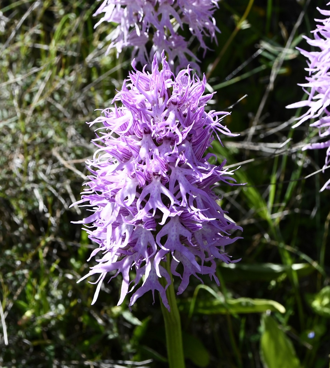 Image of Orchis italica specimen.