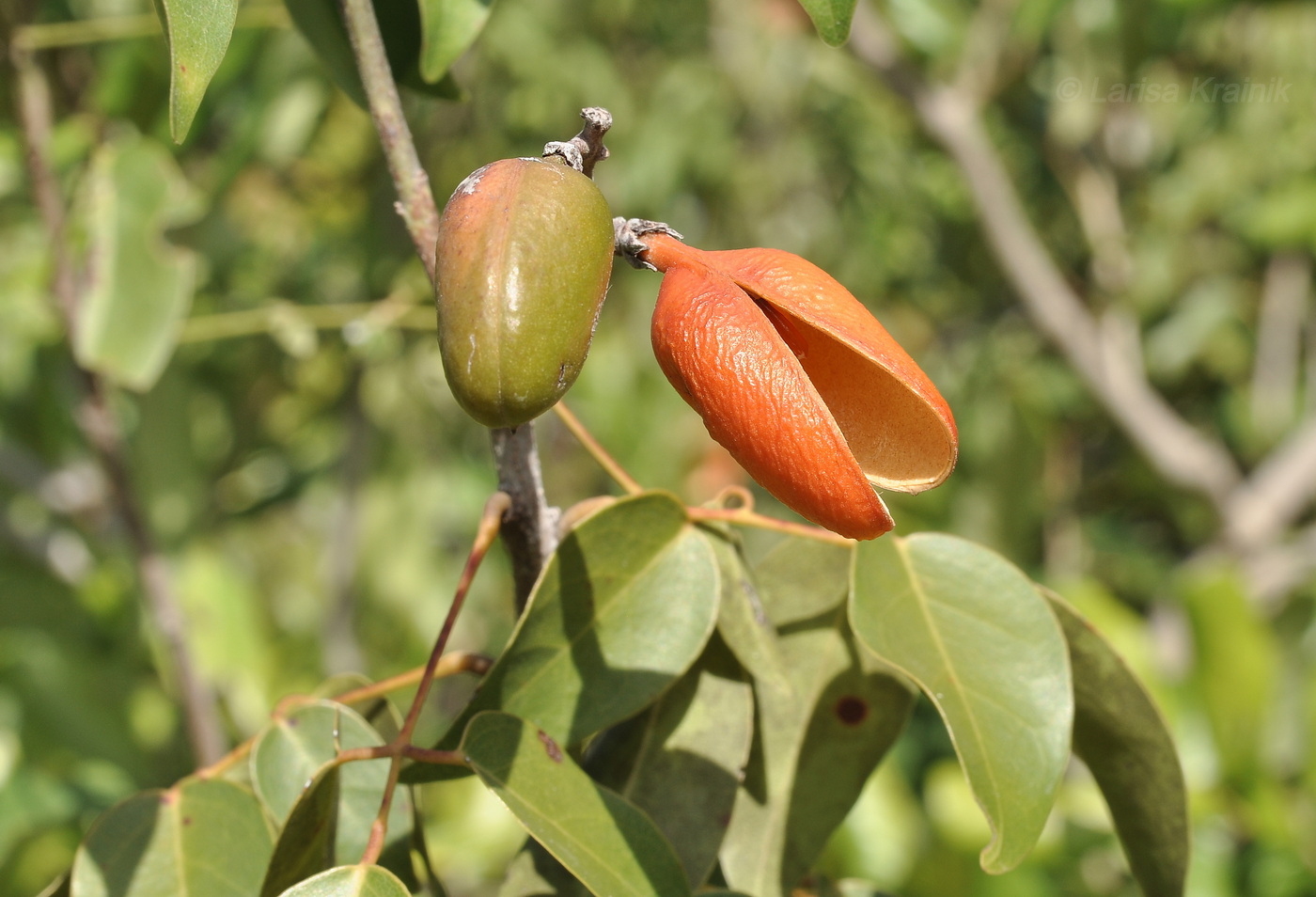 Изображение особи Connarus paniculatus.
