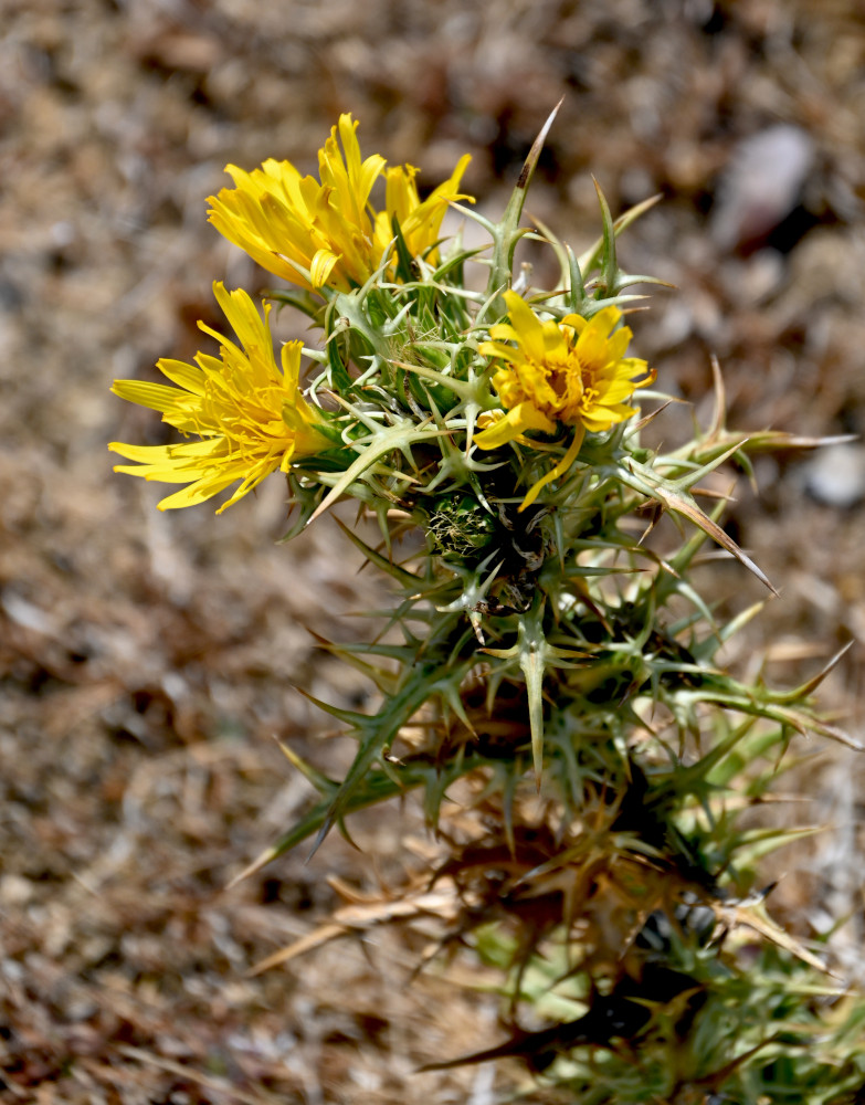 Изображение особи Scolymus hispanicus.