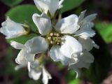 Amelanchier spicata. Цветок. Ульяновск, Заволжский р-н, сосняк с лиственным подростом. 12.05.2026.