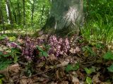 Lathraea squamaria. Отцветающие растения в сообществе с вегетирующими Cardamine quinquefolia. Крым, Кировский р-н, Агармышский лес, дубово-буковый лес, у корней Fagus × taurica. 03.05.2025.