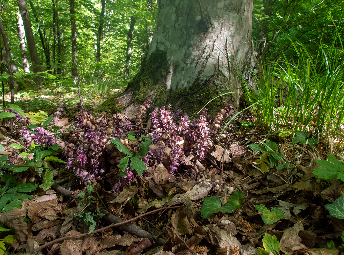 Изображение особи Lathraea squamaria.