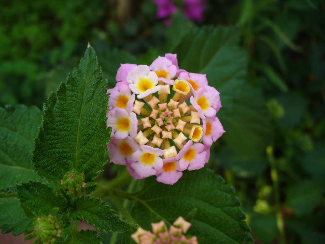 Изображение особи Lantana camara.