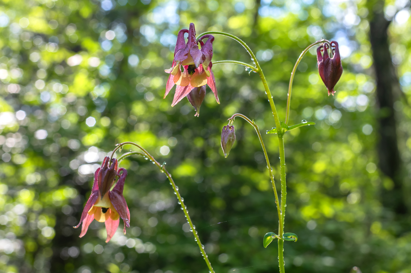 Image of Aquilegia oxysepala specimen.