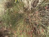 genus Ephedra
