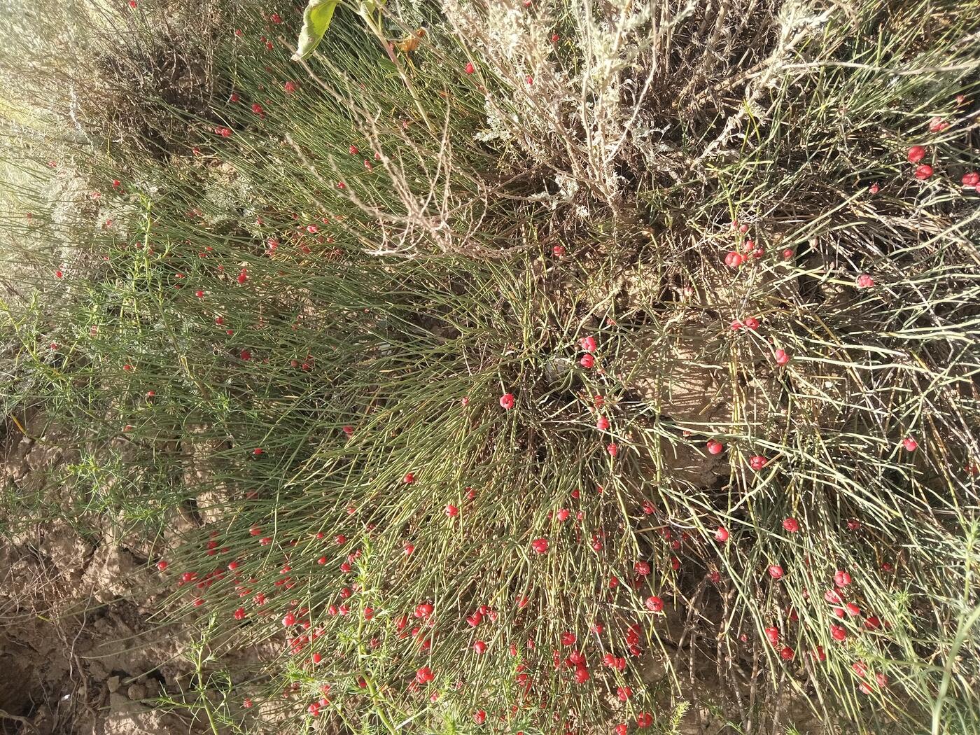 Image of genus Ephedra specimen.