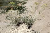 Ferula transiliensis. Цветущее растение. Кыргызстан, Нарынская обл., Ак-Талинский р-н, хр. Джамантау, каньон р. Кашка-Суу; 2750 м н.у.м., каменисто-щебнистый склон. 10.07.2026.