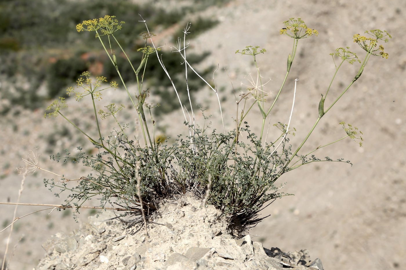 Image of Ferula transiliensis specimen.