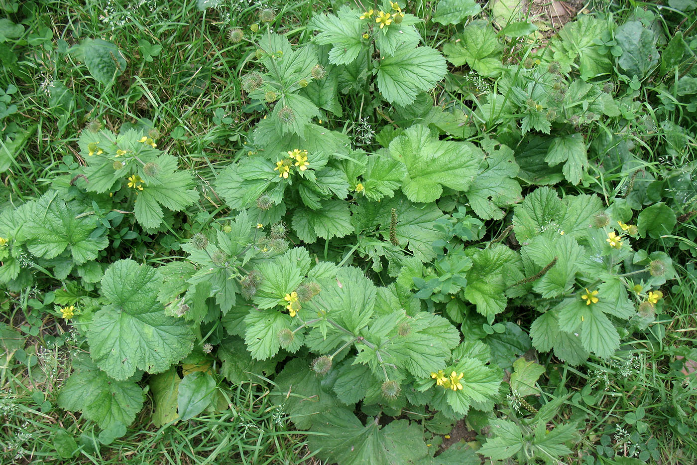 Image of Geum aleppicum specimen.