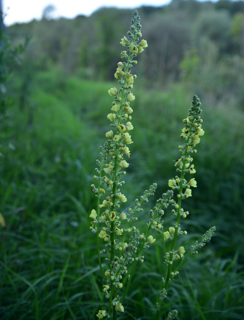 Изображение особи Verbascum nigrum.