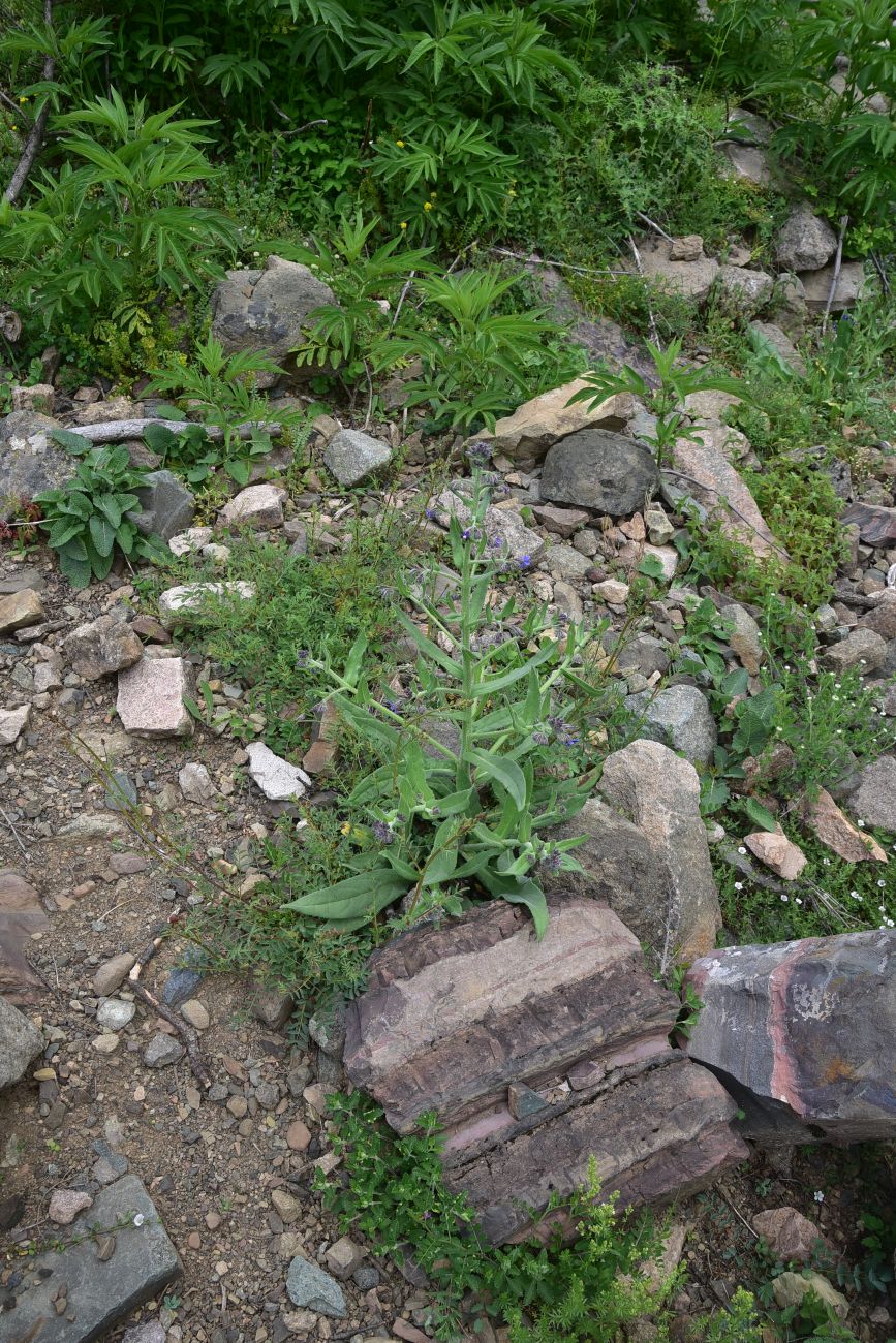 Image of familia Boraginaceae specimen.