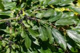 Rhamnus ussuriensis. Часть ветви с плодами. Приморский край, Спасский р-н, окр. с. Прохоры, обочина дороги. 15.09.2026.