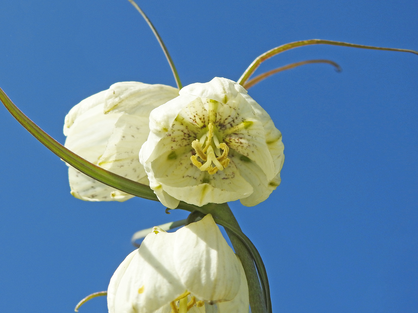 Image of Fritillaria leucantha specimen.