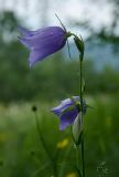 Campanula persicifolia. Верхушка побега с цветками и бутонами в дождевых каплях. Башкортостан, Абзелиловский р-н, Ташбулатовский сельсовет, подножие хр. Кыктытау, в разреженной берёзовой роще. 12 июня 2025 г.