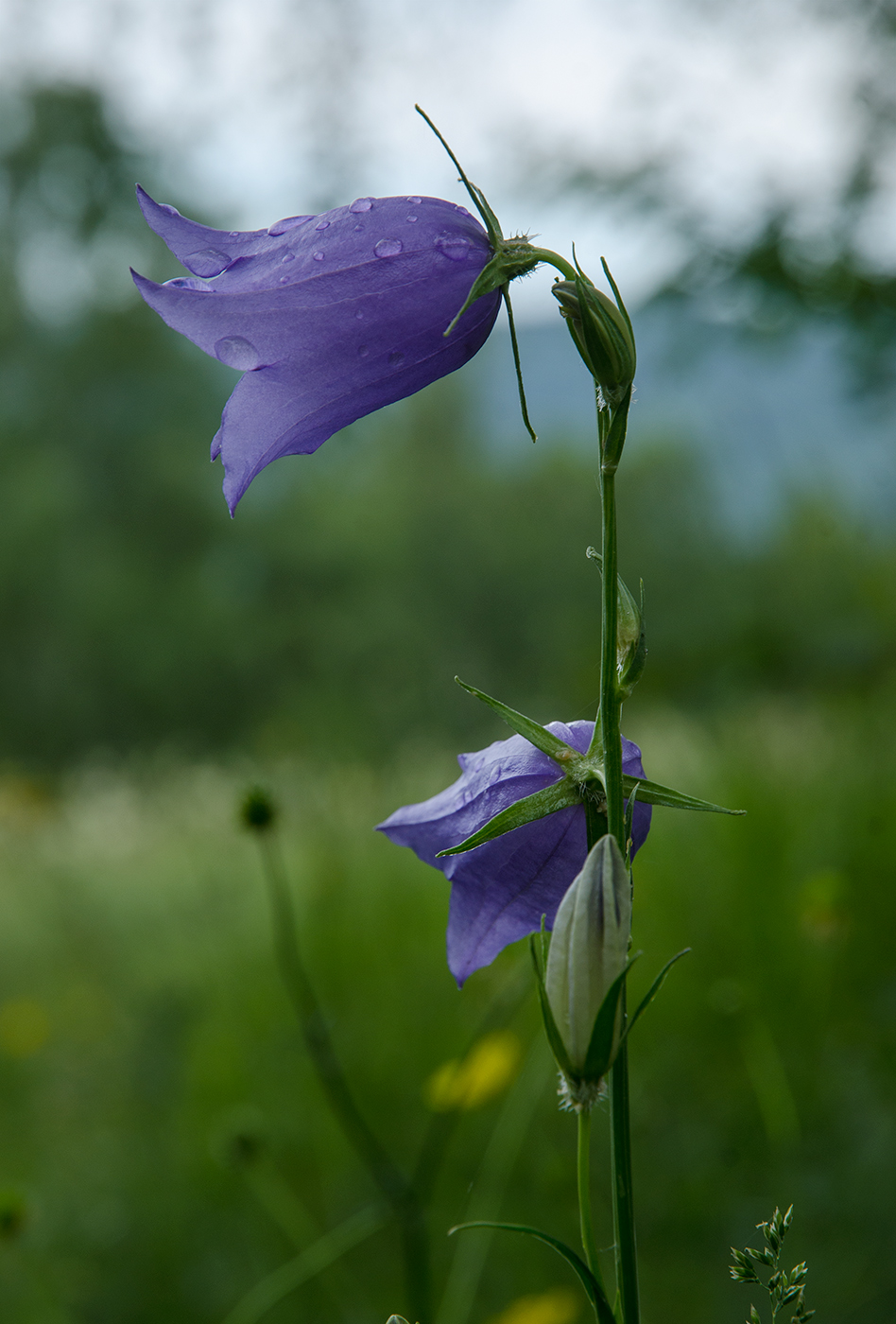 Image of Campanula persicifolia specimen.