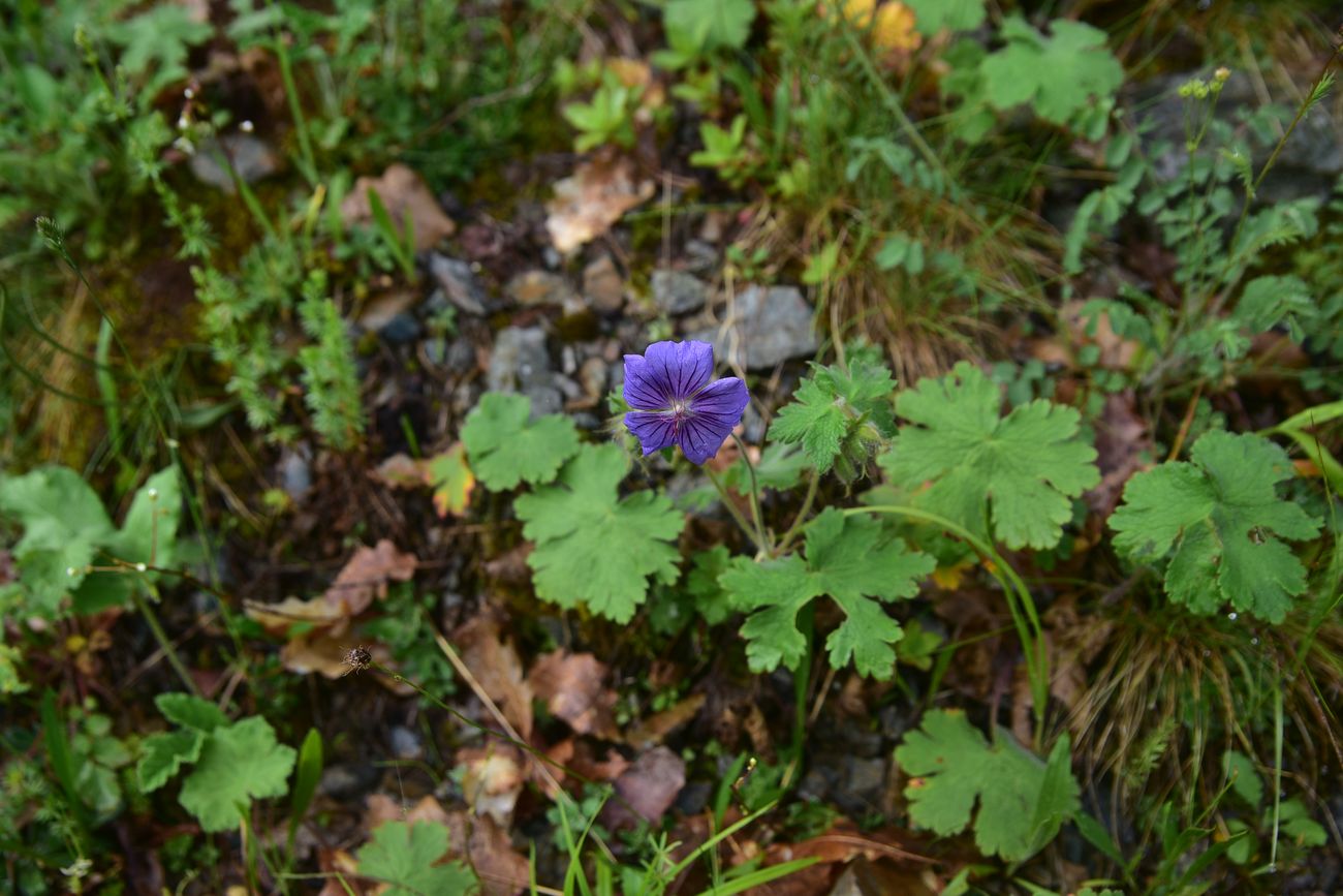 Изображение особи род Geranium.