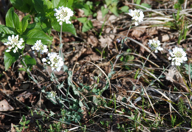 Изображение особи Noccaea macrantha.