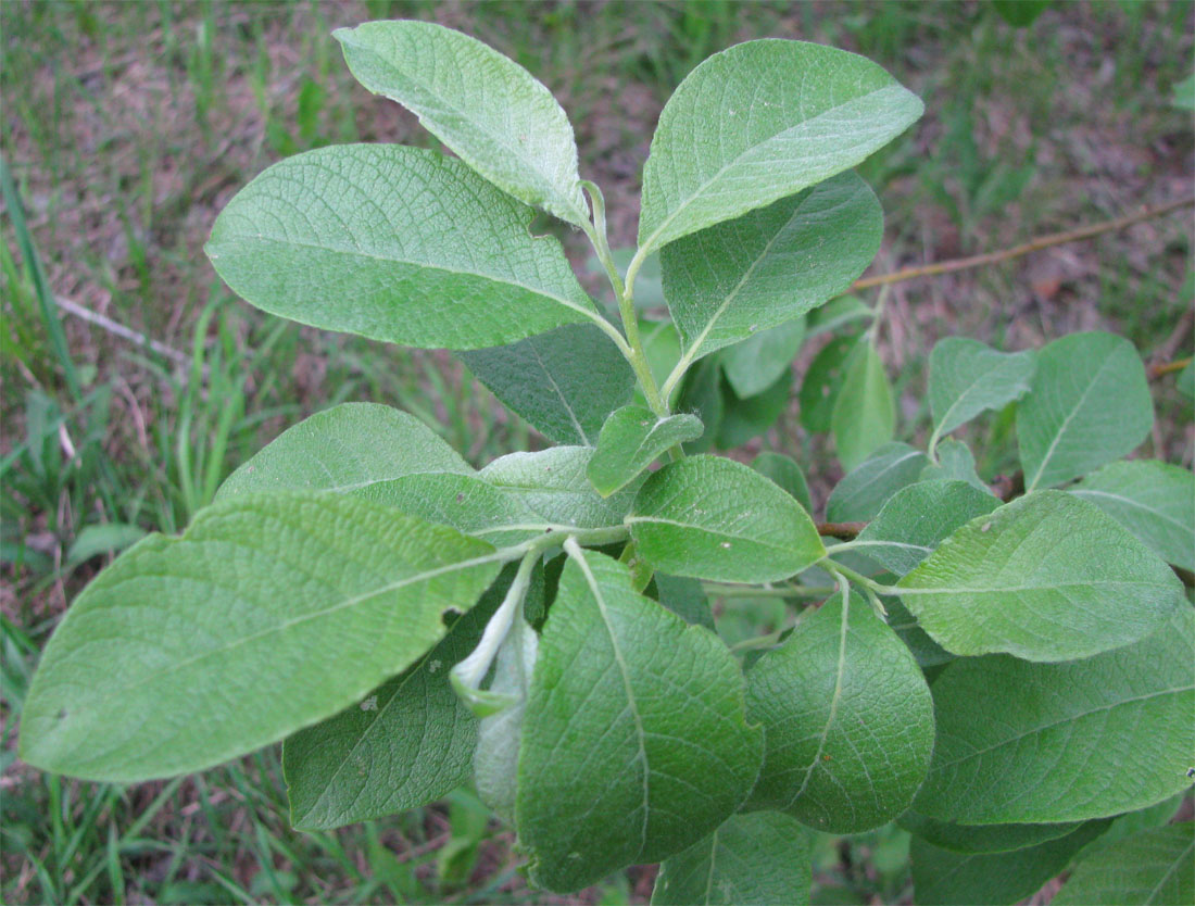 Изображение особи Salix × reichardtii.