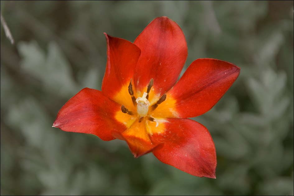 Изображение особи Tulipa suaveolens.