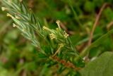 Crucianella angustifolia