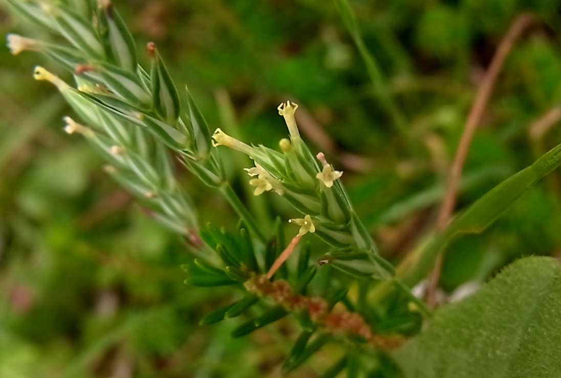 Изображение особи Crucianella angustifolia.