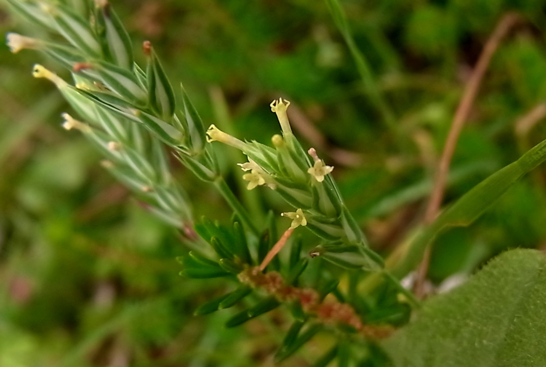 Image of Crucianella angustifolia specimen.