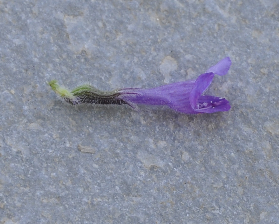 Image of Ziziphora majoranifolia specimen.