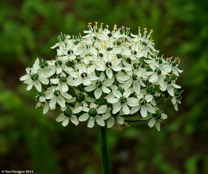 Изображение особи Allium nigrum.
