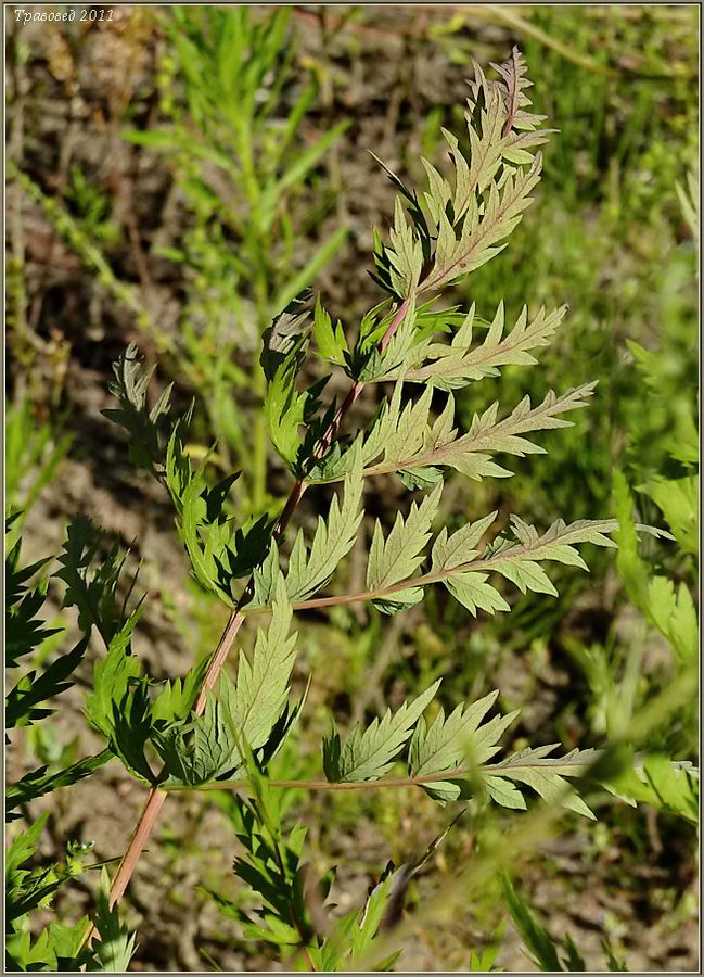 Image of Seseli libanotis specimen.