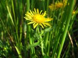 Inula britannica