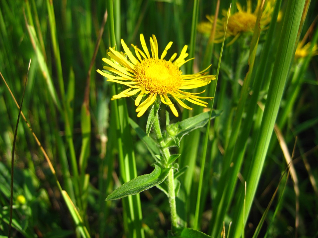 Изображение особи Inula britannica.