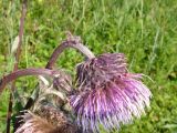 Cirsium charkeviczii