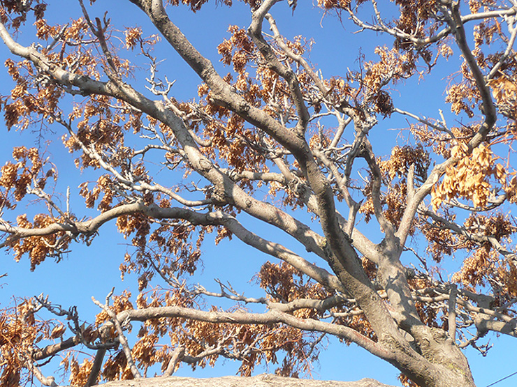 Image of Ailanthus altissima specimen.