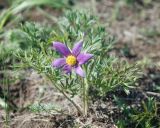 Pulsatilla turczaninovii
