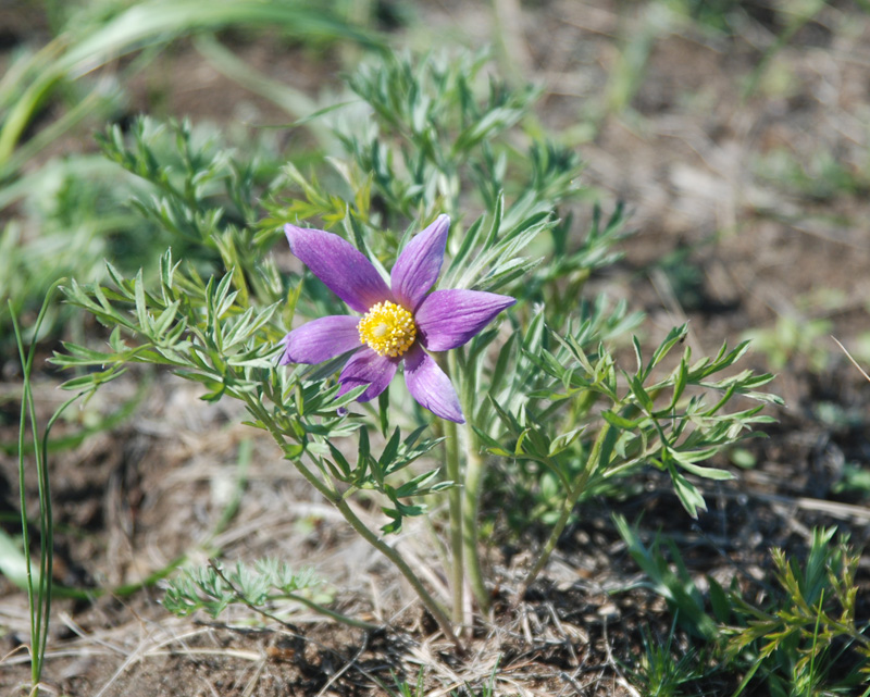 Изображение особи Pulsatilla turczaninovii.