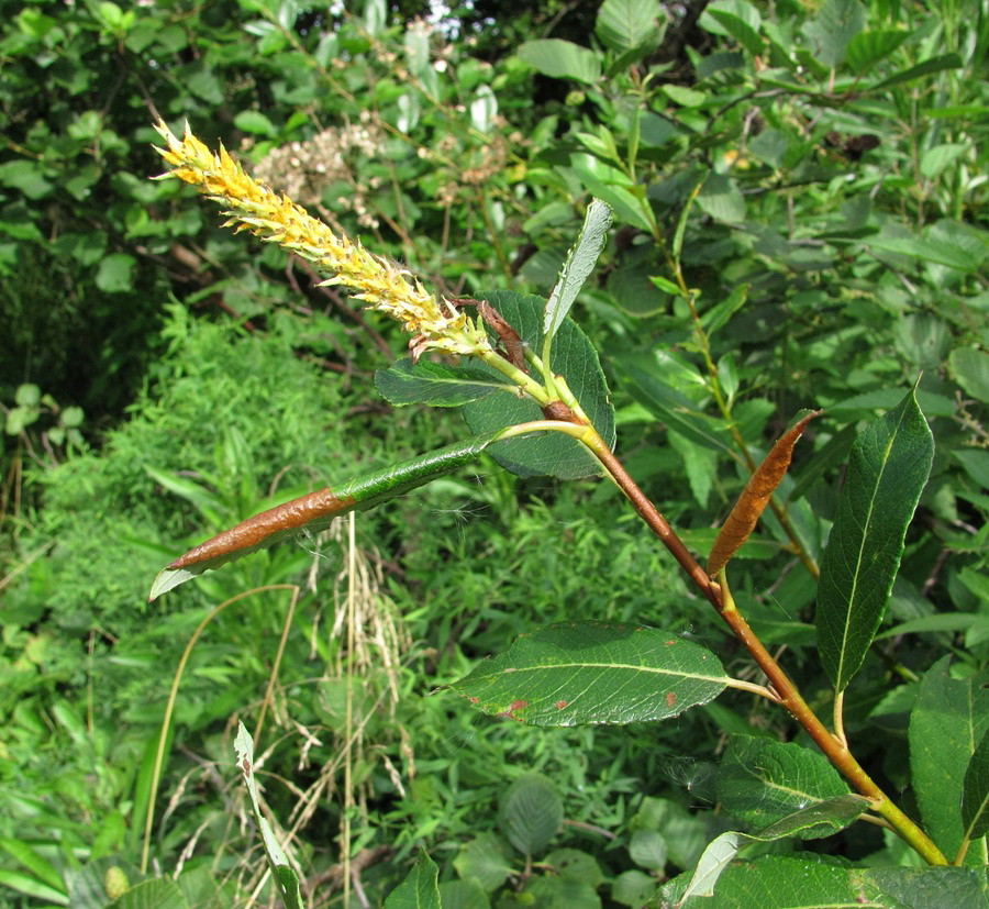Image of Salix phylicifolia specimen.