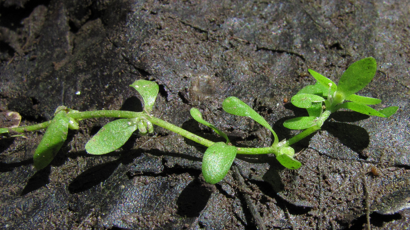 Image of Callitriche cophocarpa specimen.