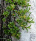 Salix serpillifolia