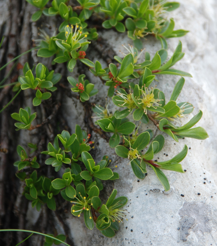 Image of Salix serpillifolia specimen.