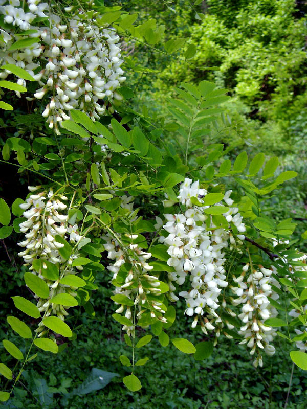Image of Robinia pseudoacacia specimen.