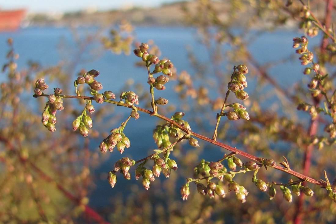 Image of Artemisia scoparia specimen.