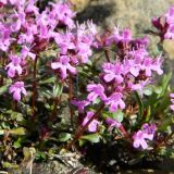 Thymus glabricaulis