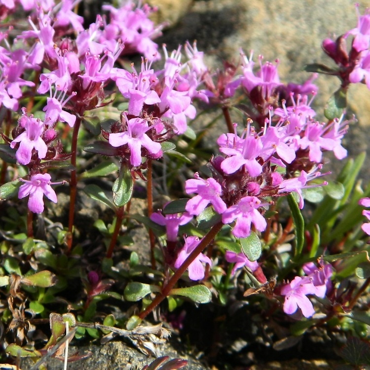 Image of Thymus glabricaulis specimen.