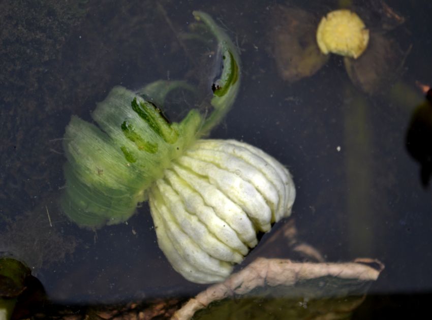 Image of Nuphar lutea specimen.
