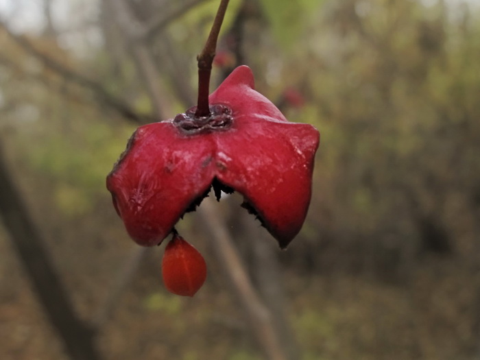 Изображение особи Euonymus maximowiczianus.