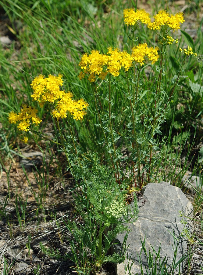 Image of Hypericum scabrum specimen.