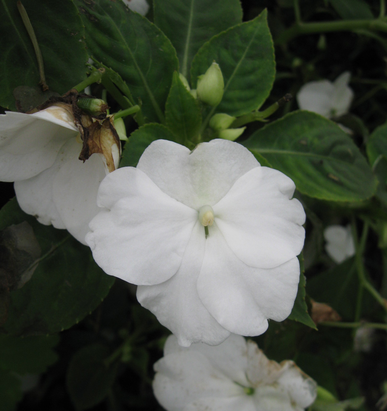 Изображение особи Impatiens walleriana.