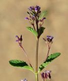 Nepeta micrantha