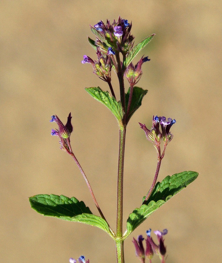 Изображение особи Nepeta micrantha.